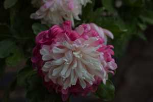 CHRYSANTHEMUM-24 (1)